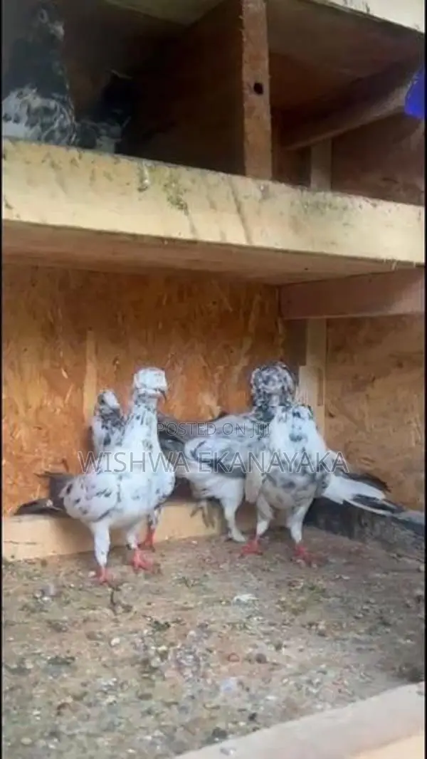 කිරන් 3 ක්