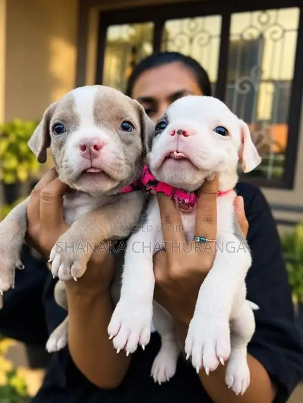 American Bully Puppies