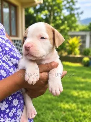 American Bully Puppies