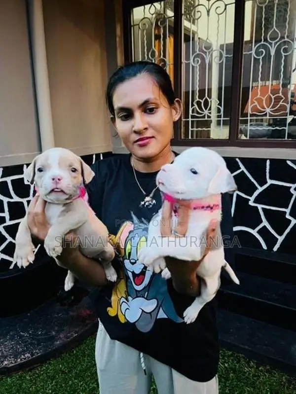 American Bully Puppies