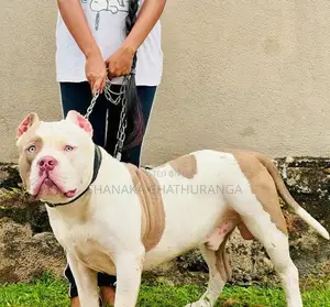 American Bully Puppies
