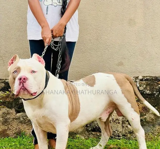 American Bully Puppies