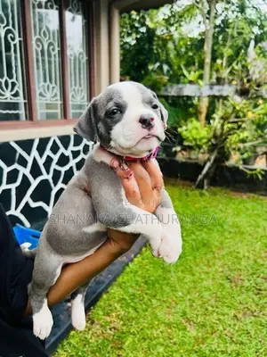 American Bully Puppies
