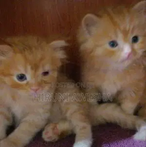 Persian Cat