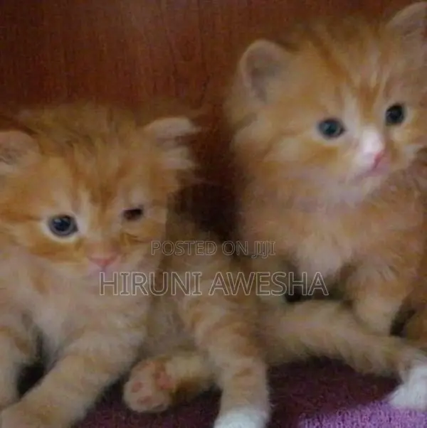 Persian Cat