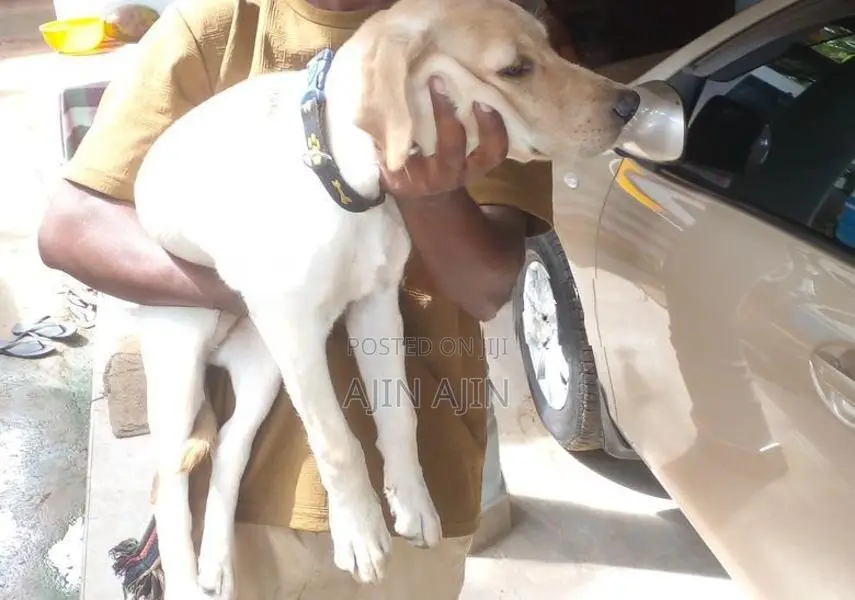 Labrador