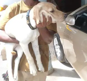Labrador