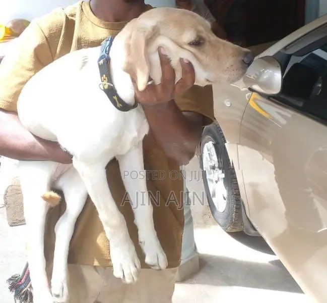 Labrador