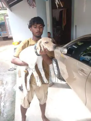 Labrador