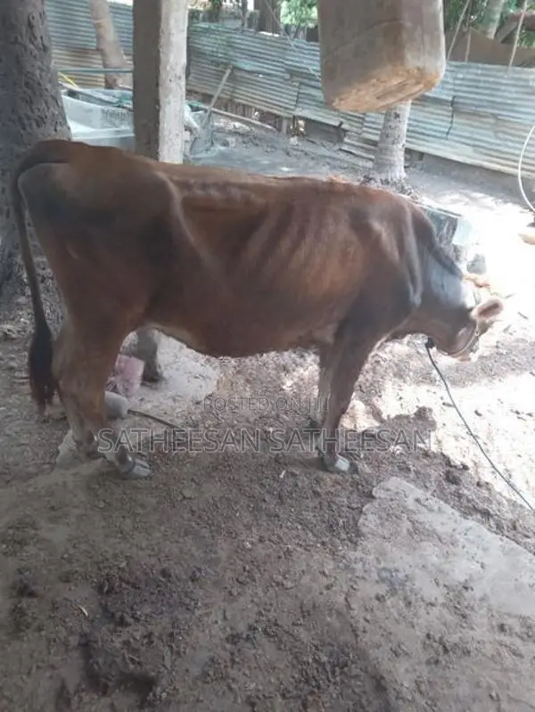Pasumadu