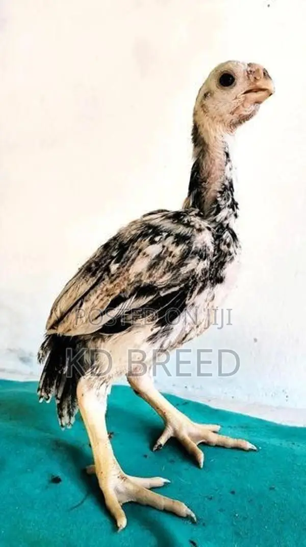 Prrort Beak Chicks