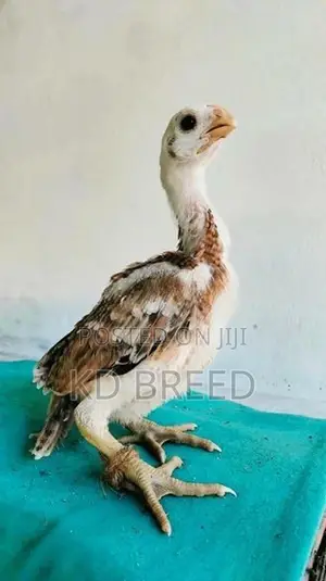 Prrort Beak Chicks