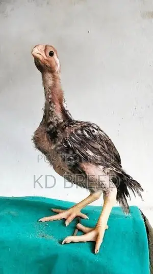 Prrort Beak Chicks