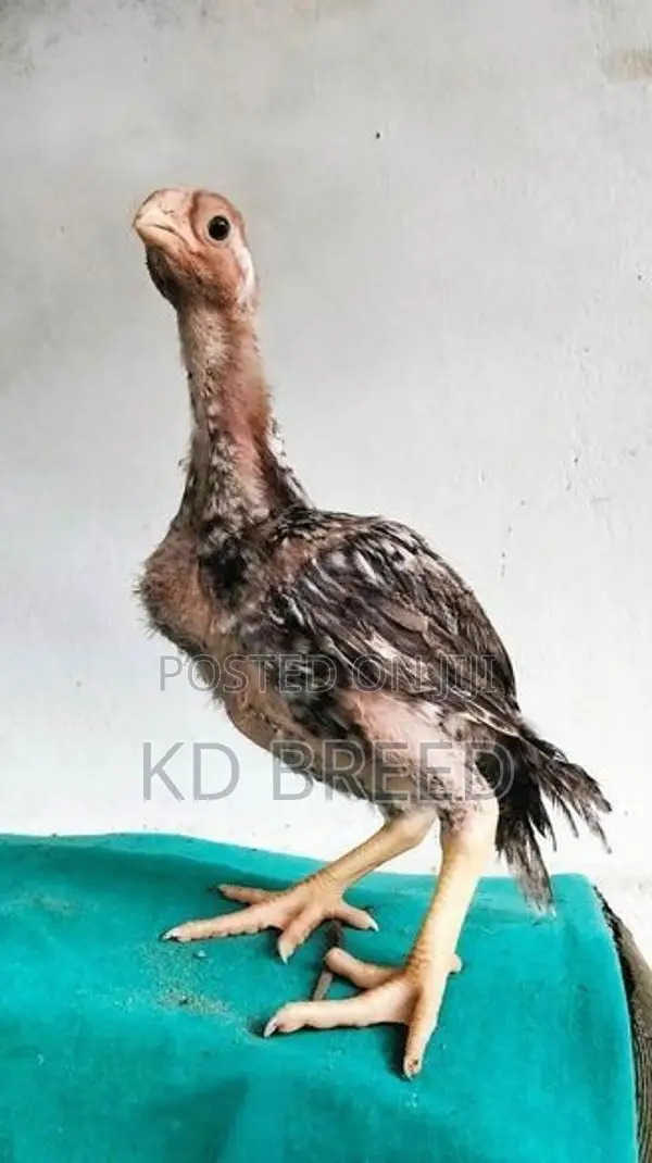 Prrort Beak Chicks
