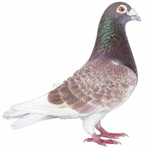 Racing Pigeon