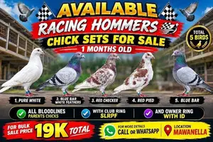 Racing Pigeon