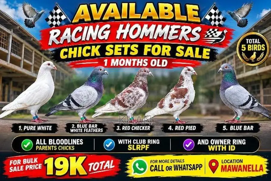 Racing Pigeon