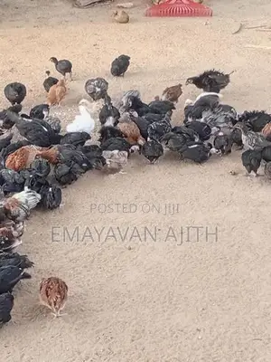 Farm Chickens