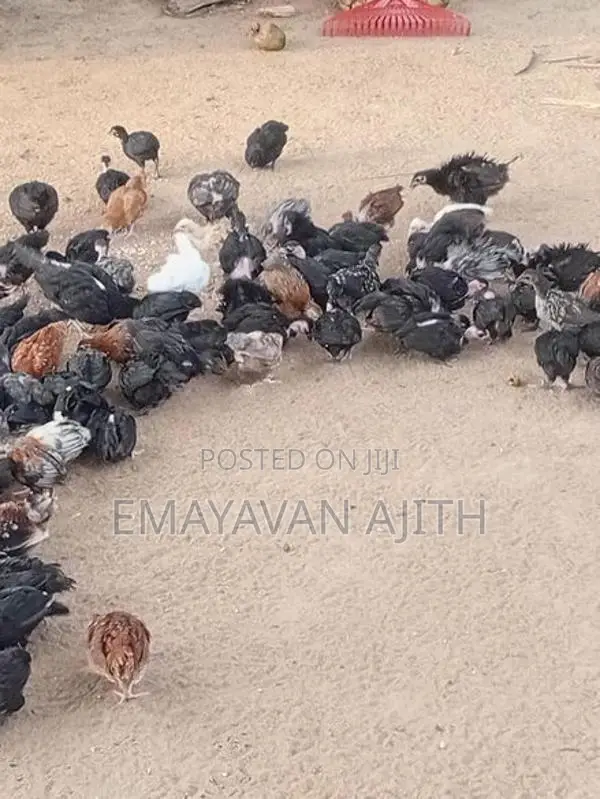 Farm Chickens