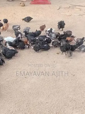 Farm Chickens