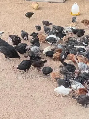 Farm Chickens