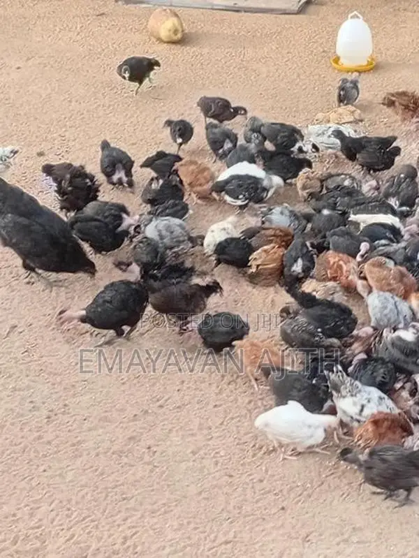 Farm Chickens