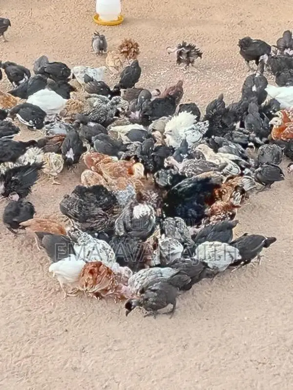 Farm Chickens