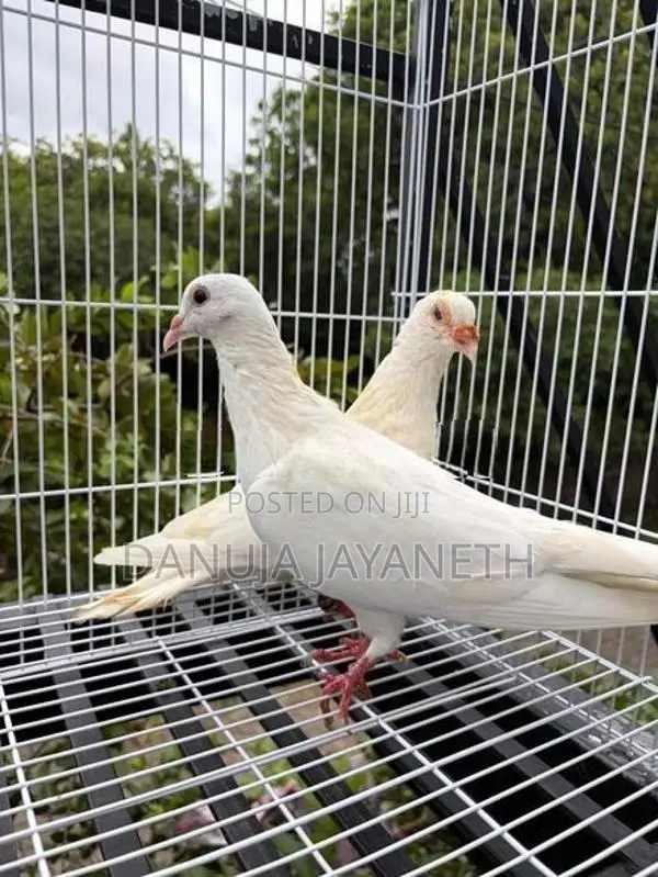 Indian Pigeon