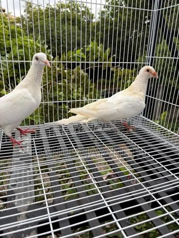 Indian Pigeon