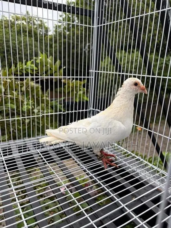 Indian Pigeon
