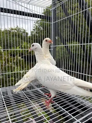 Indian Pigeon