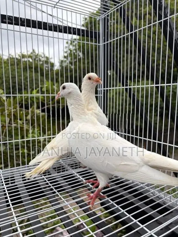 Indian Pigeon