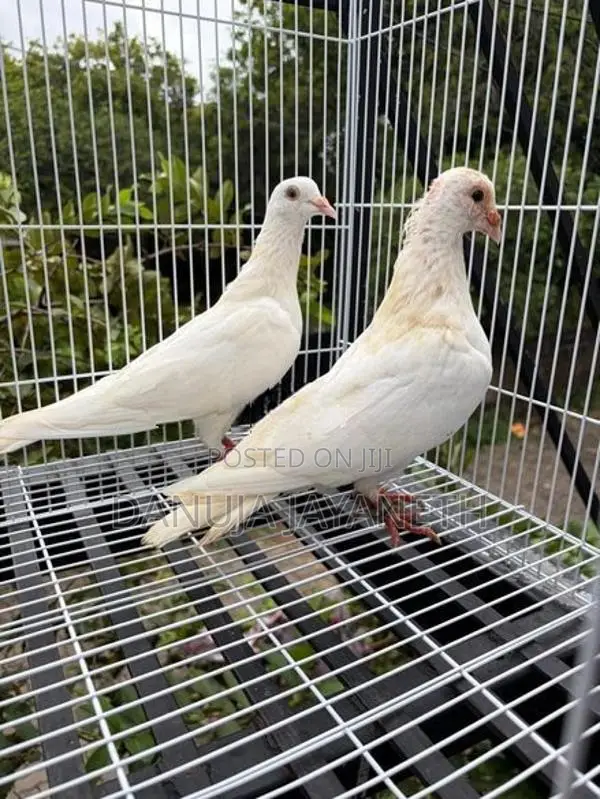 Indian Pigeon