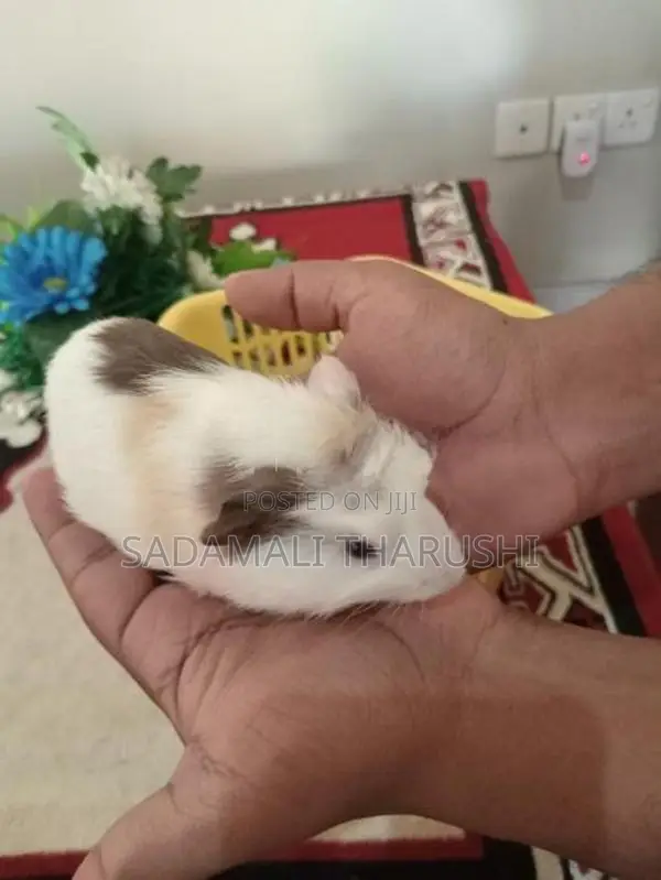 Ginipig Patawn