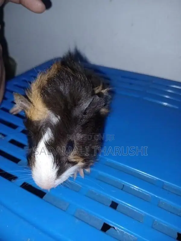 Ginipig Patawn