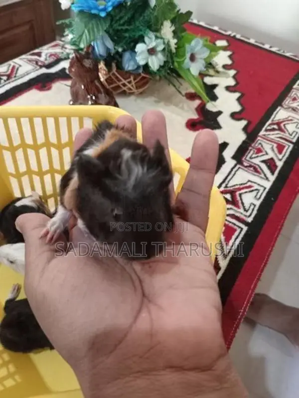 Ginipig Patawn