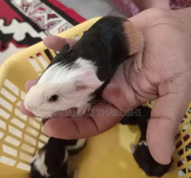 Ginipig Patawn