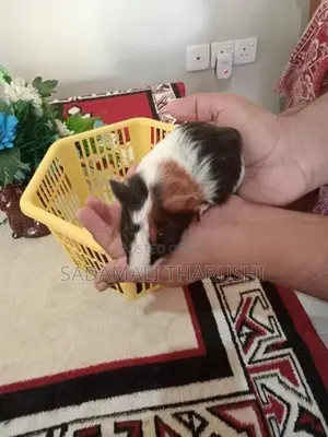 Ginipig Patawn