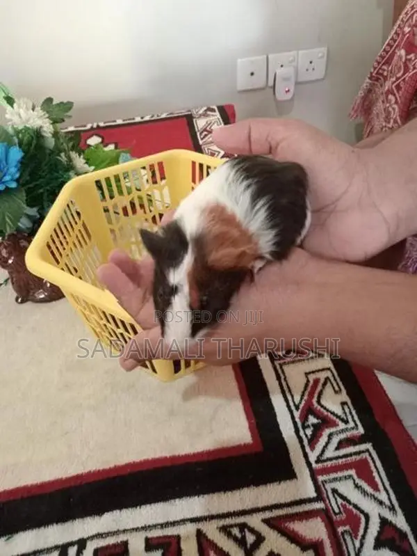 Ginipig Patawn