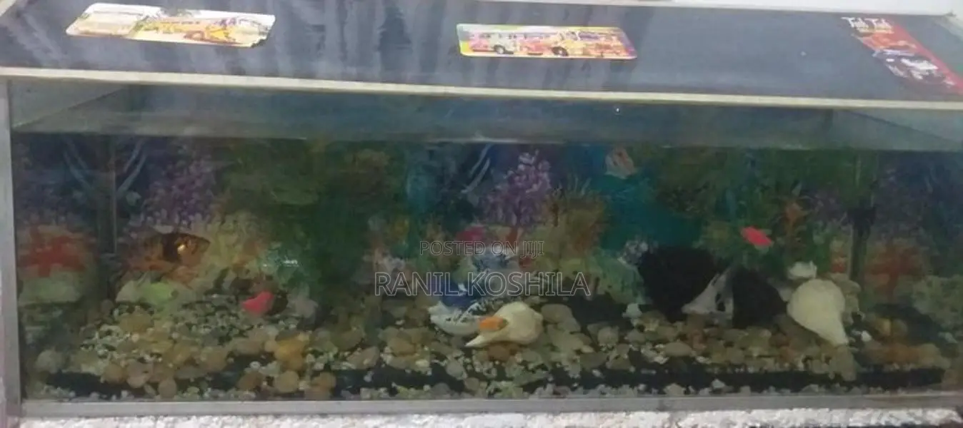 3×1×1 Fish Tank