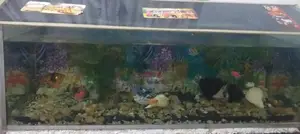 3×1×1 Fish Tank