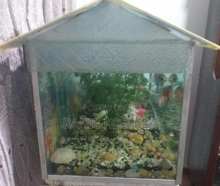 3×1×1 Fish Tank