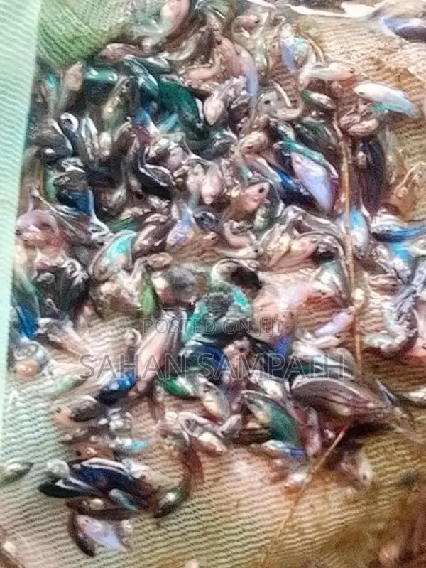 Betta Fish
