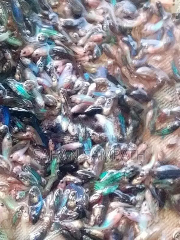 Betta Fish