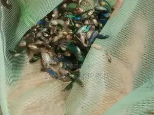 Betta Fish