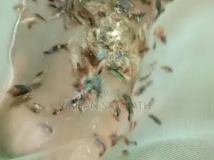 Betta Fish