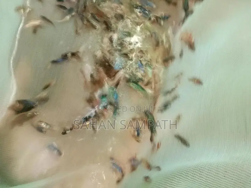 Betta Fish