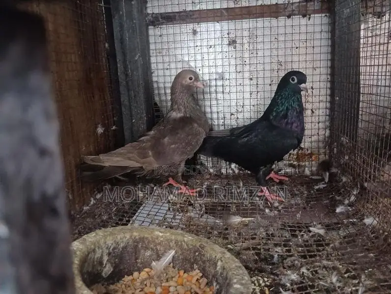 Pigeon