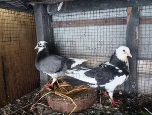 Pigeon