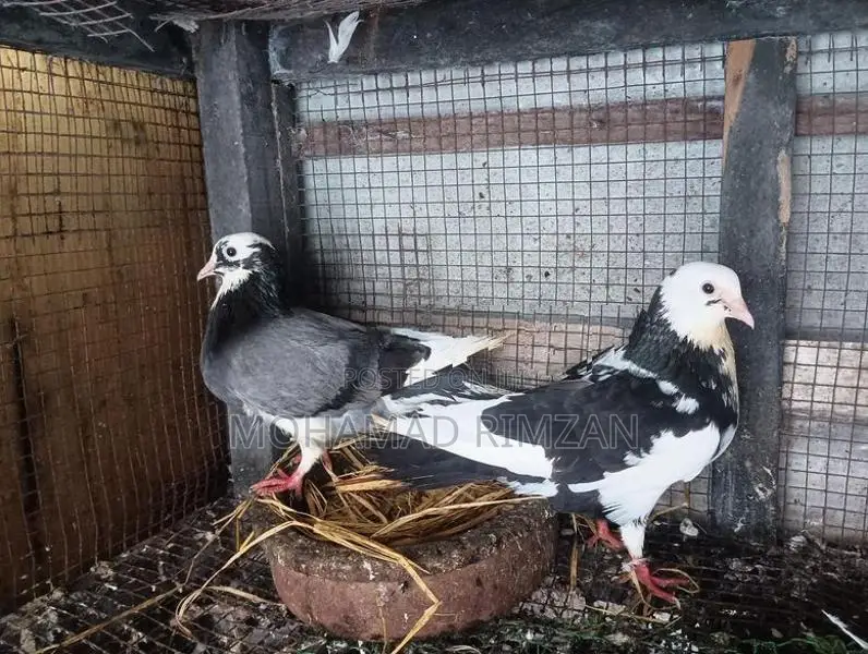 Pigeon